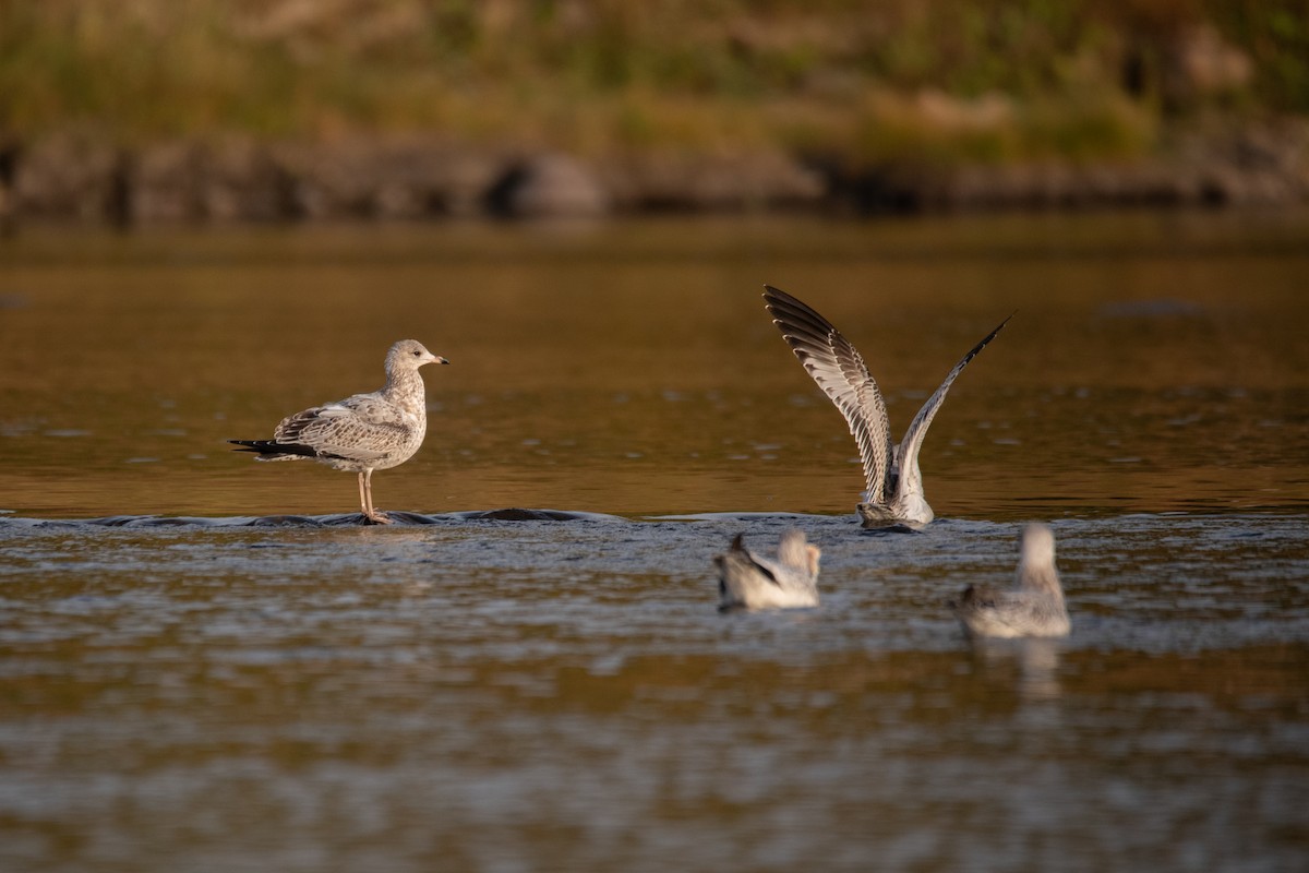 Ring-billed Gull - ML624209274