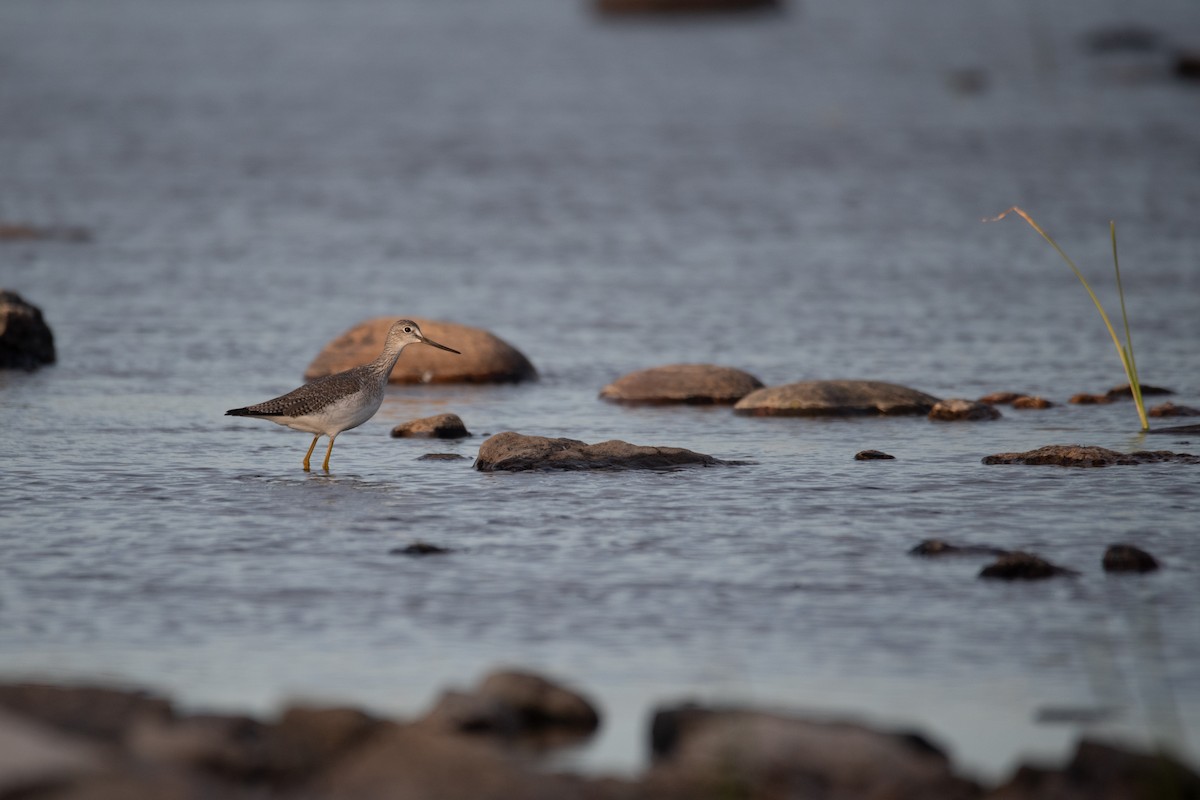 Greater Yellowlegs - ML624209280