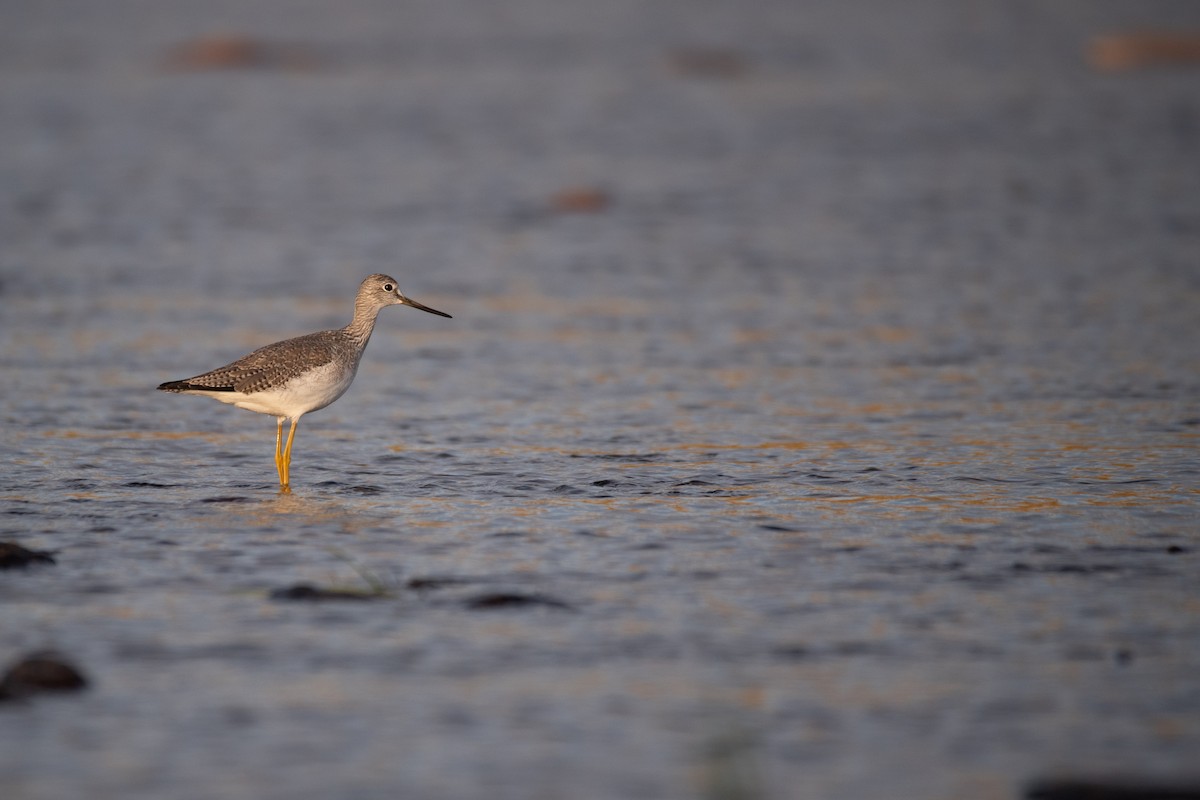 Greater Yellowlegs - ML624209284