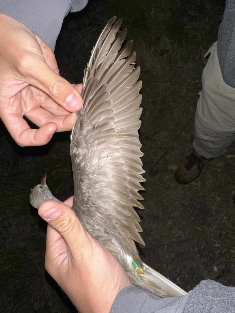 Gray-tailed Tattler - ML624209286