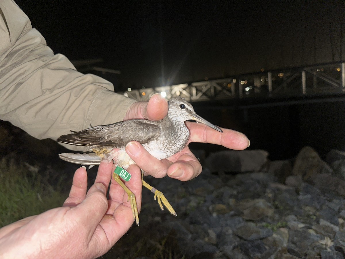 Gray-tailed Tattler - ML624209287