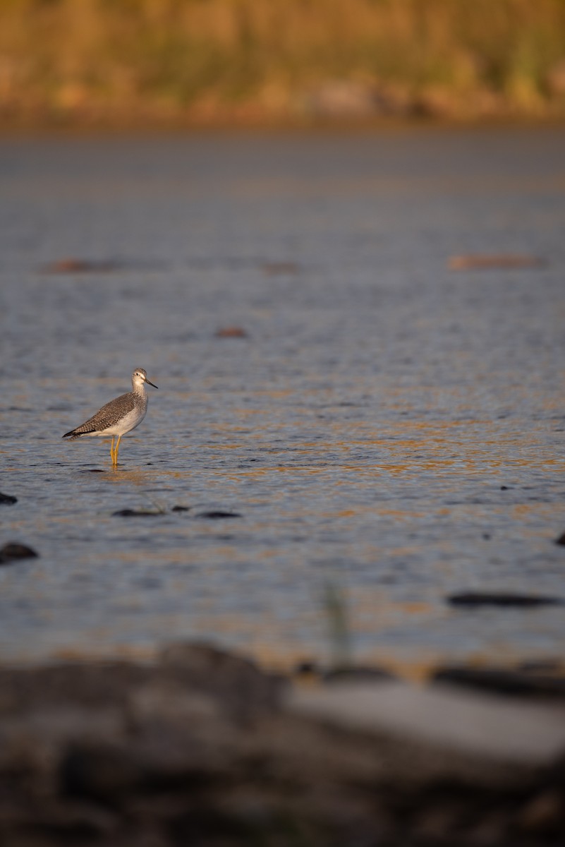 Greater Yellowlegs - ML624209288