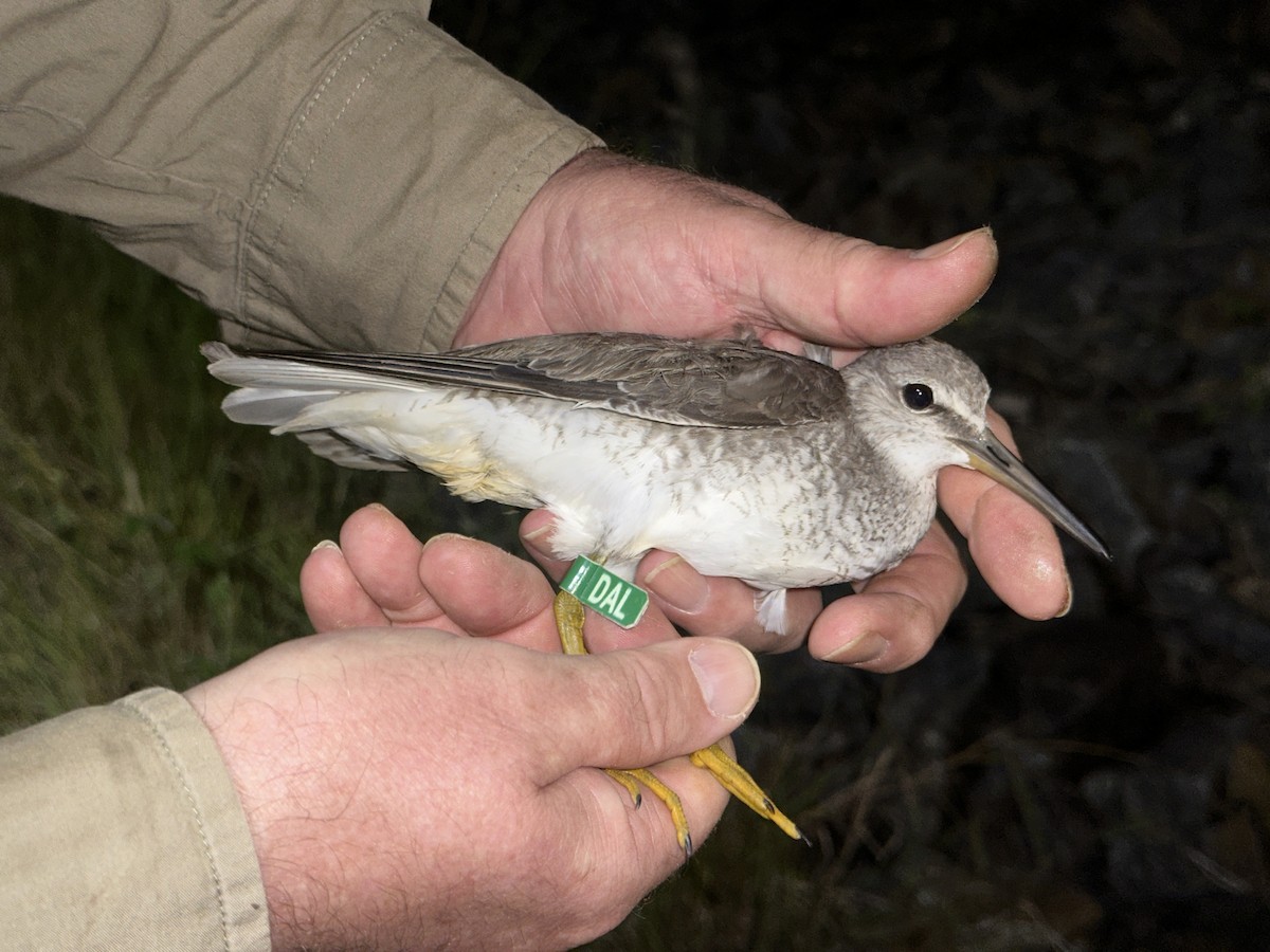 Gray-tailed Tattler - ML624209289