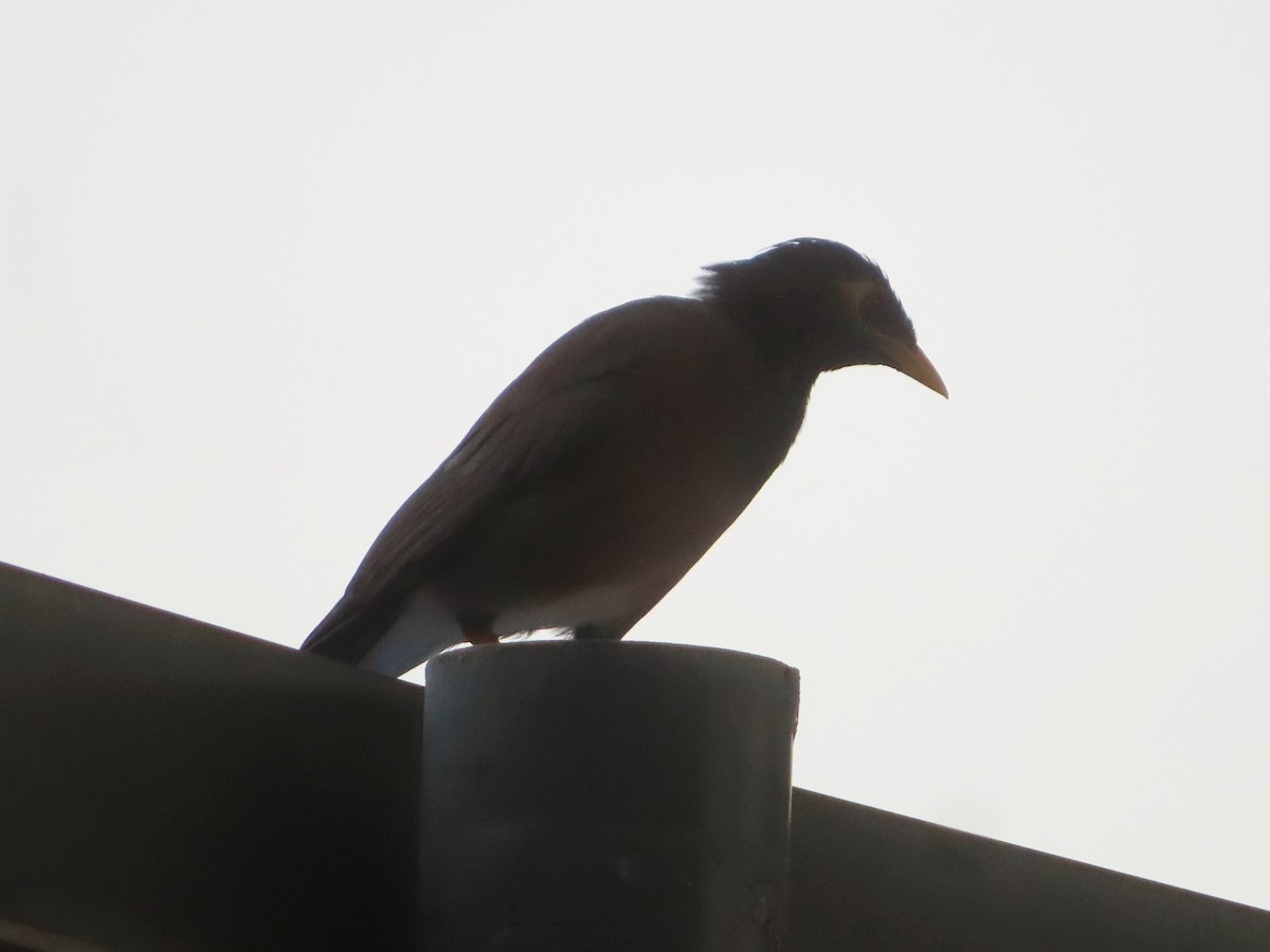 Common Myna - ML624209295