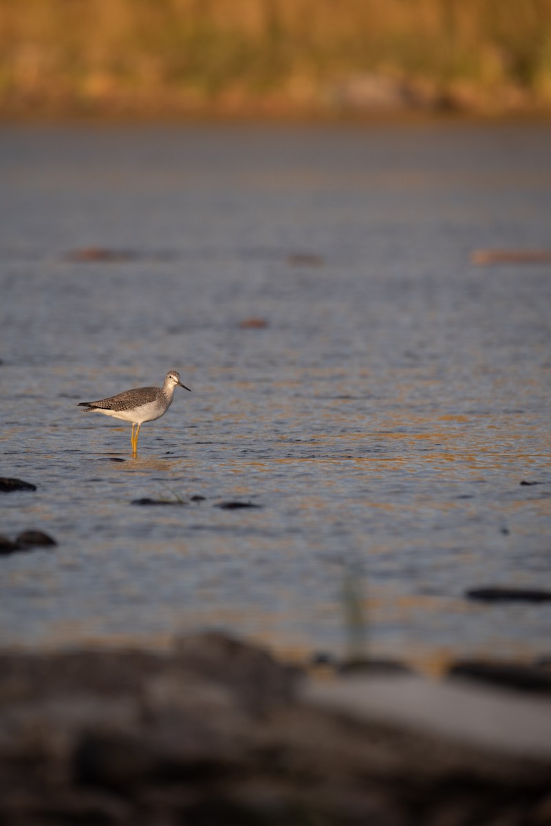 Greater Yellowlegs - ML624209296