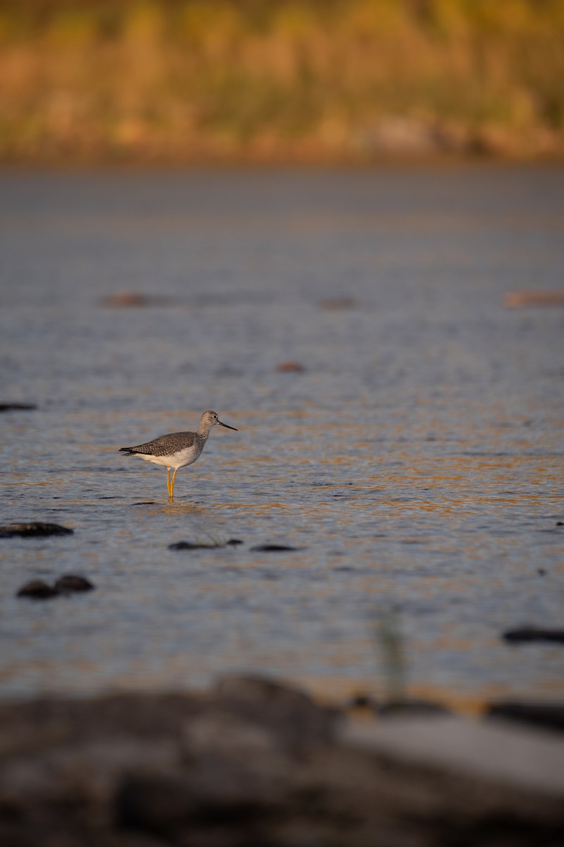 Greater Yellowlegs - ML624209297