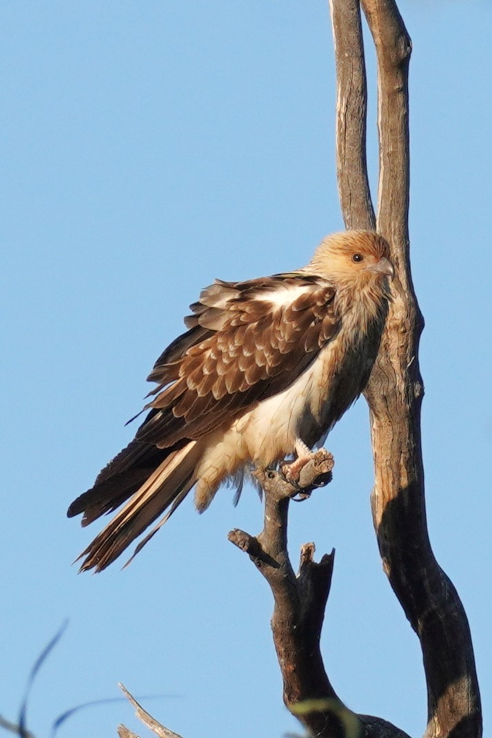 Whistling Kite - ML624209302