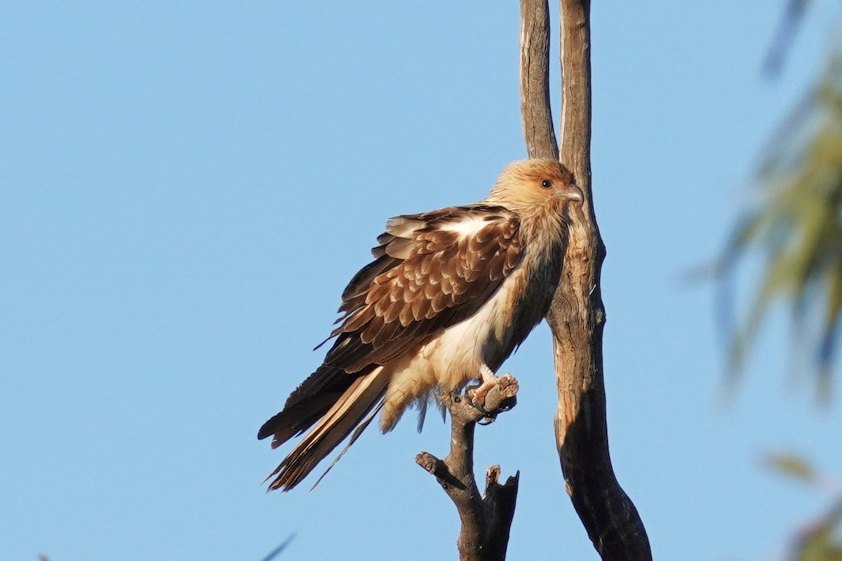 Whistling Kite - ML624209303