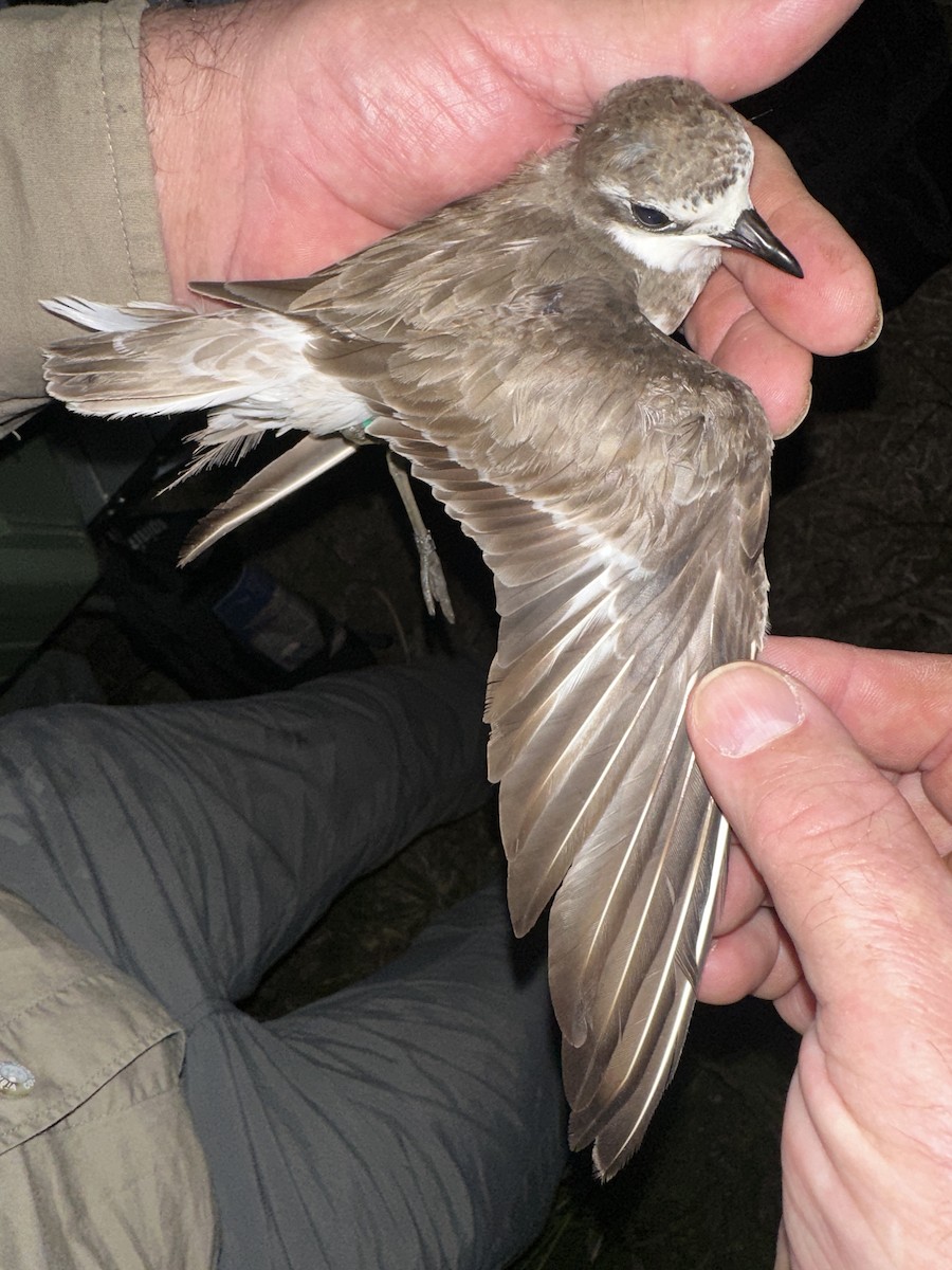 Siberian Sand-Plover - ML624209311