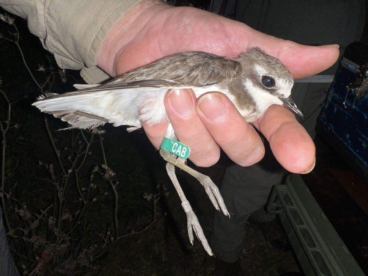 Siberian Sand-Plover - ML624209313