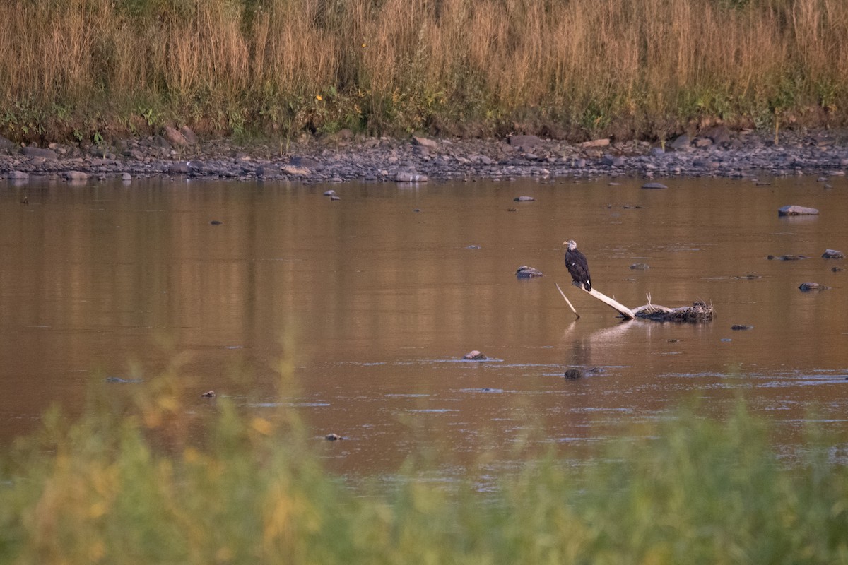 Bald Eagle - ML624209314
