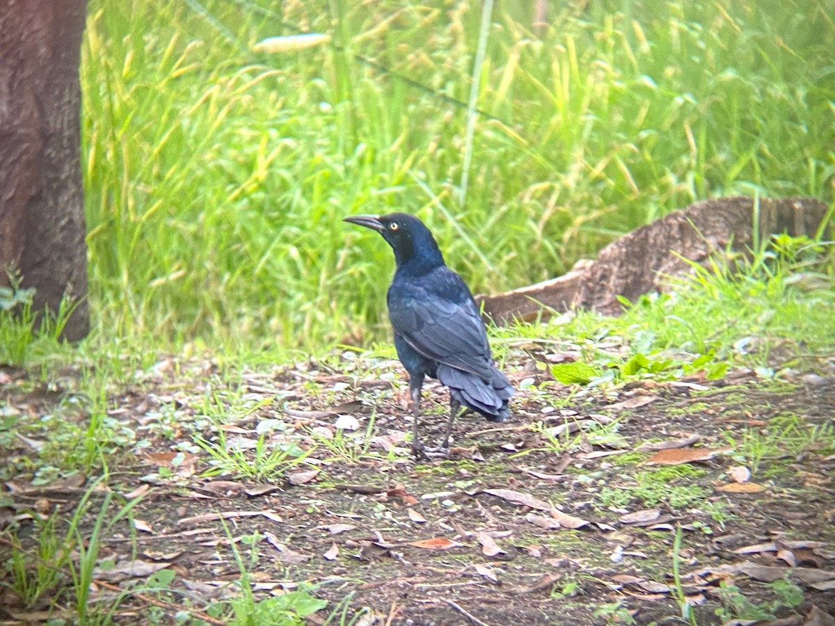 Great-tailed Grackle - ML624209317