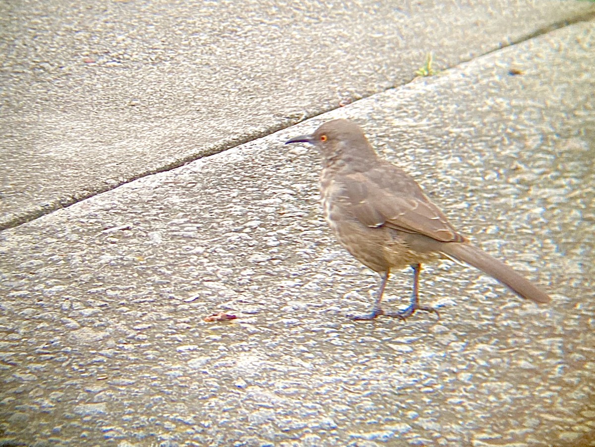 Curve-billed Thrasher - ML624209322