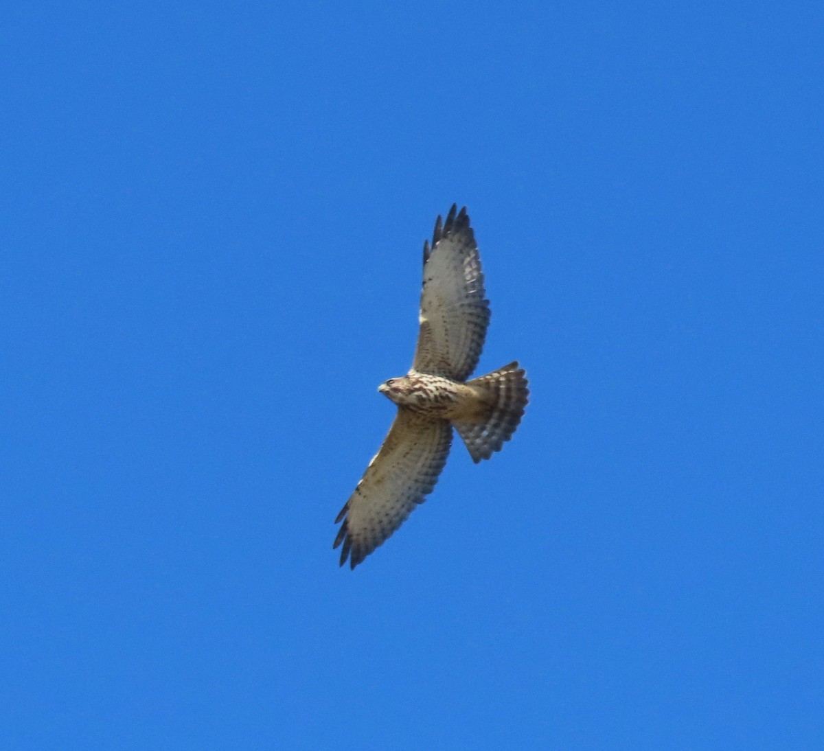 Broad-winged Hawk - ML624209327