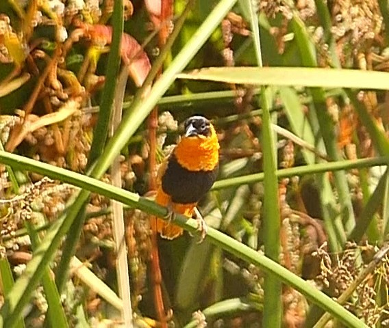 Vescovo arancio - ML624209330