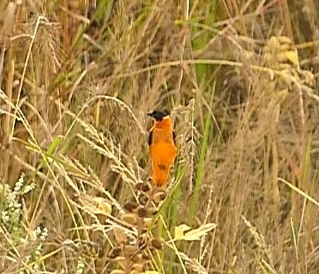 Vescovo arancio - ML624209331