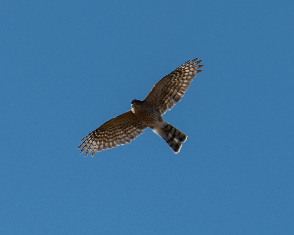 Sharp-shinned Hawk - ML624209336