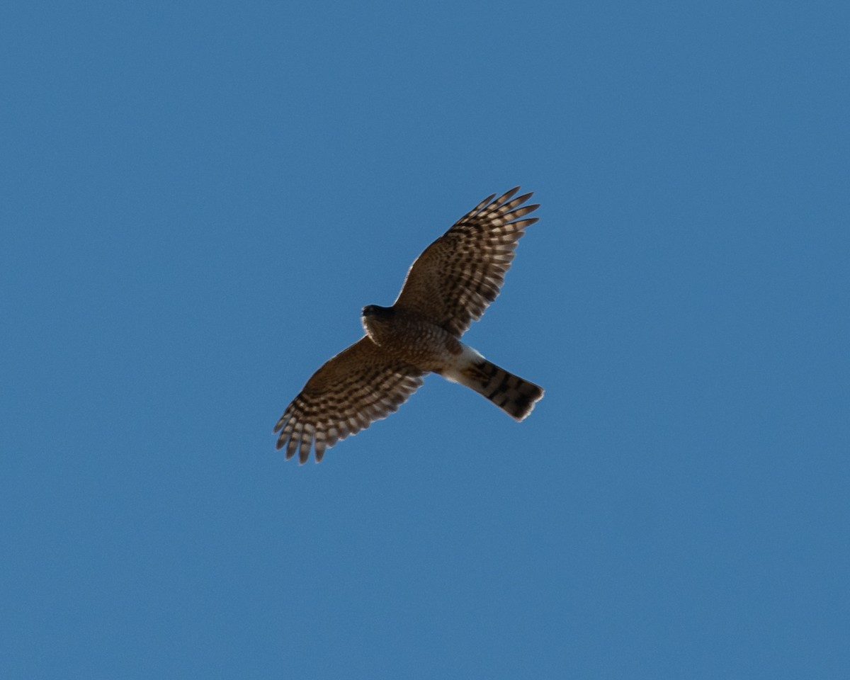 Sharp-shinned Hawk - ML624209337