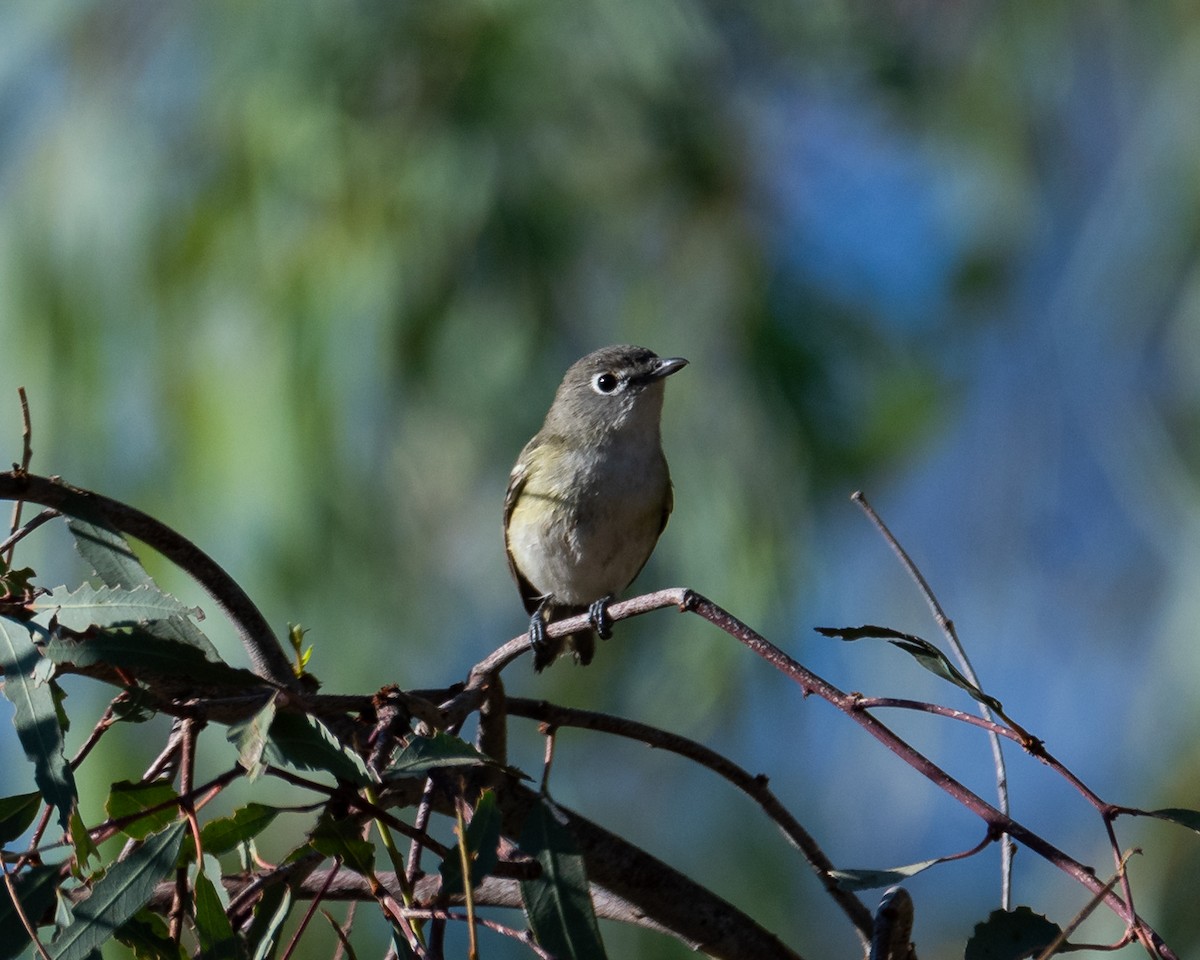 Cassin's Vireo - Julian Johnson