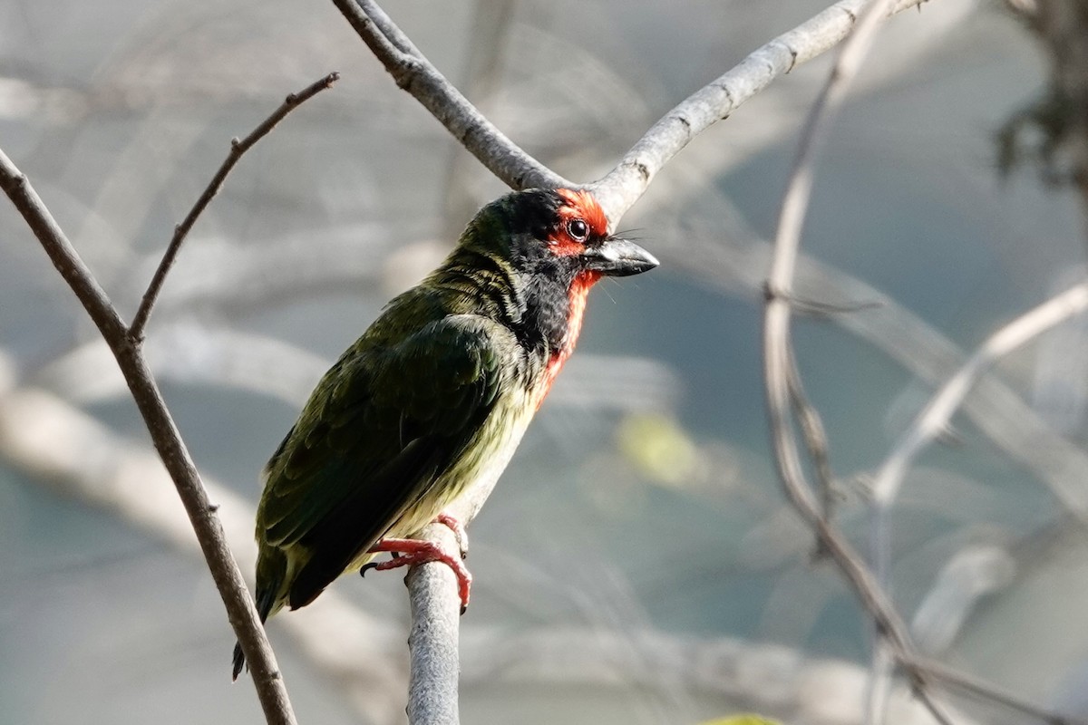 barbet zvučnohlasý (ssp. roseus) - ML624209358