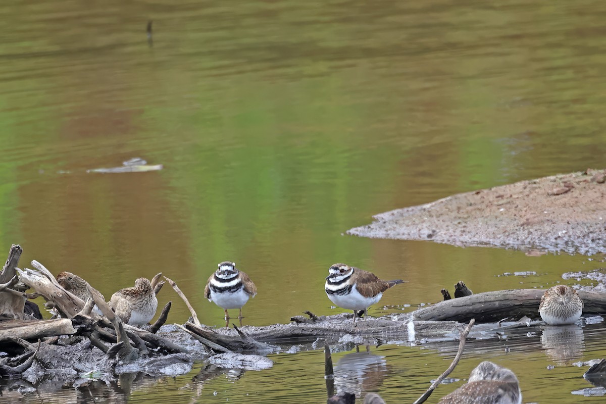 Killdeer - ML624209359