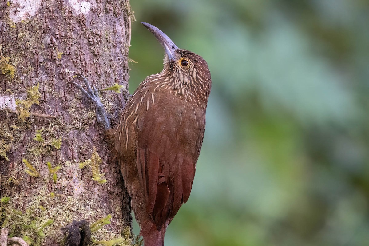 Strong-billed Woodcreeper (Andean/Northern) - ML624209363