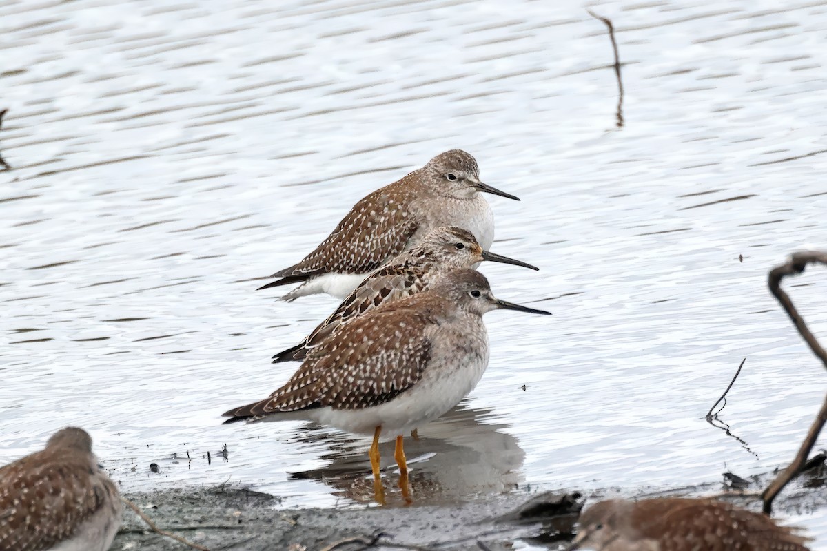 Stilt Sandpiper - ML624209366