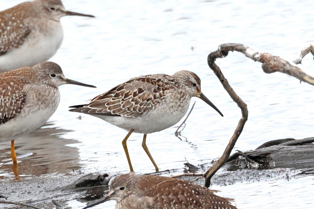 Stilt Sandpiper - ML624209367