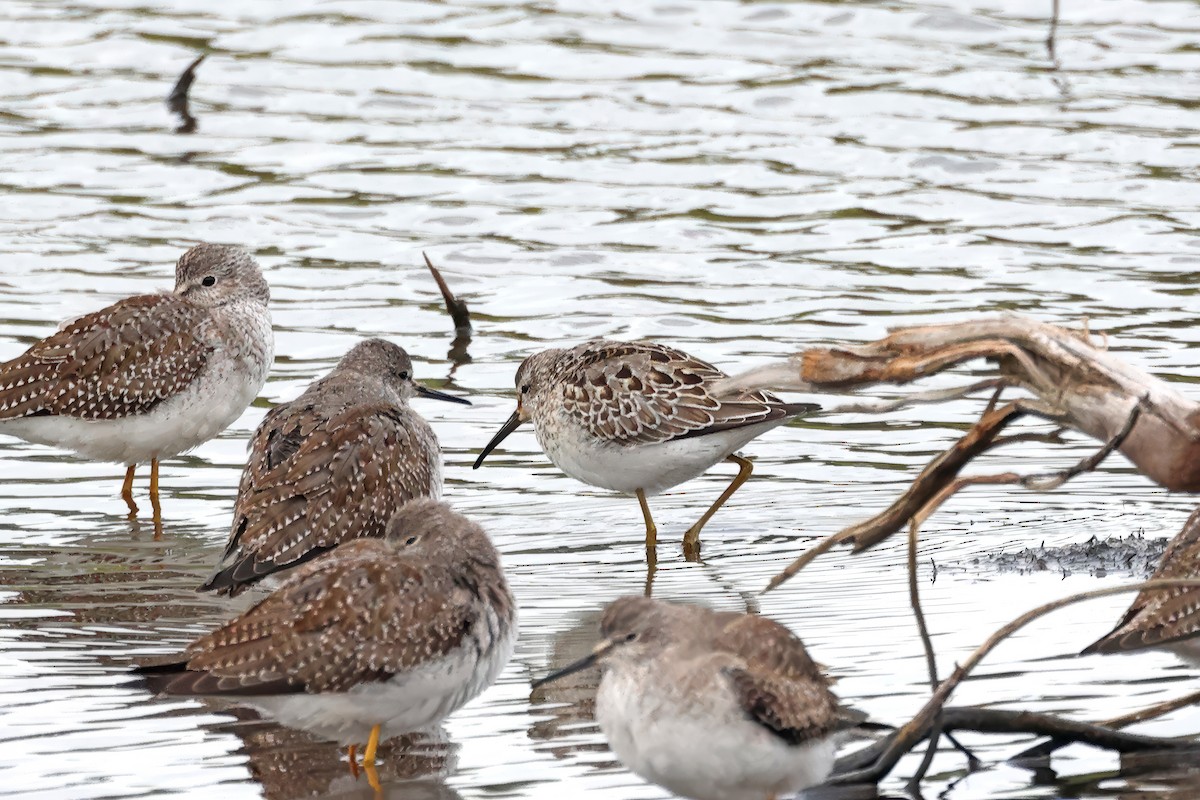 Stilt Sandpiper - ML624209368