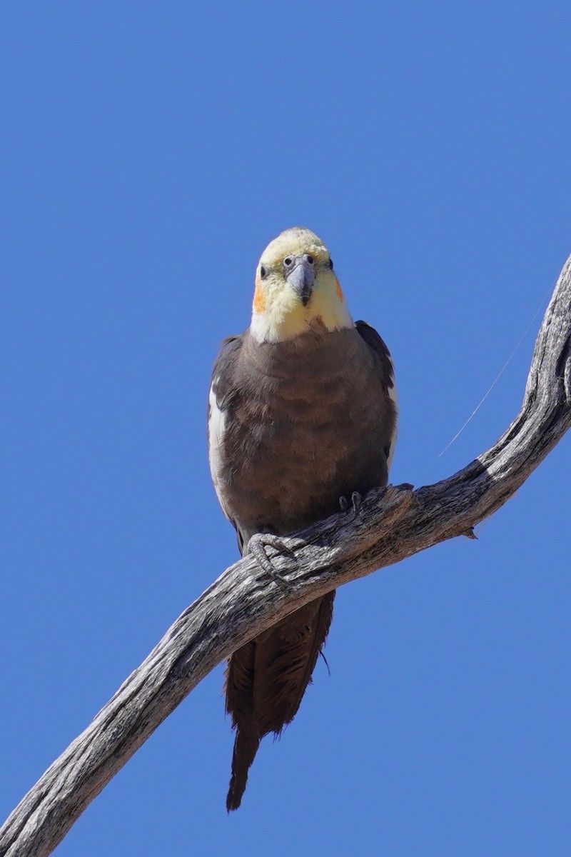 オカメインコ - ML624209372