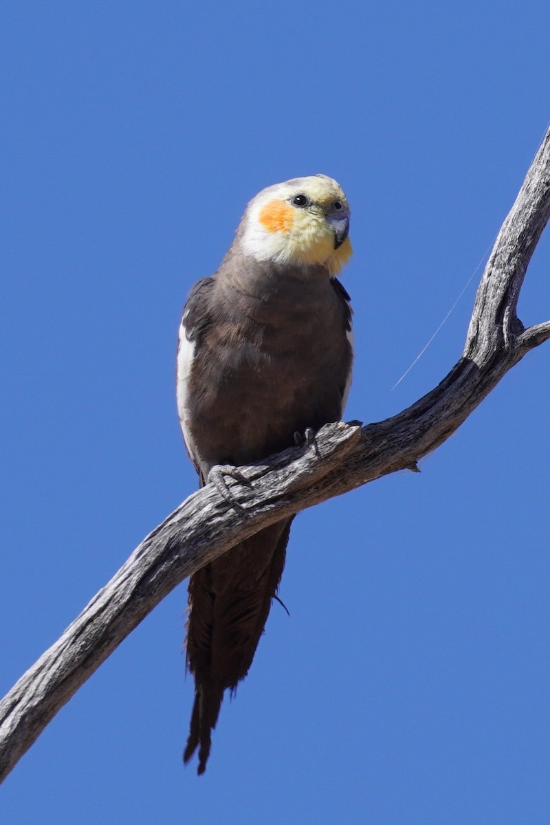 オカメインコ - ML624209374