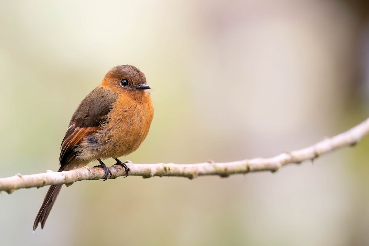 Cinnamon Flycatcher (Andean) - ML624209377