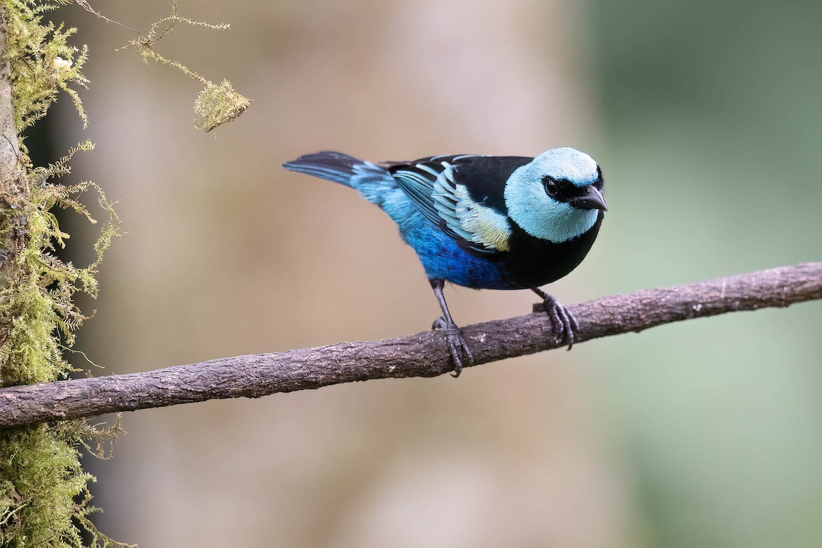 Blue-necked Tanager - ML624209382