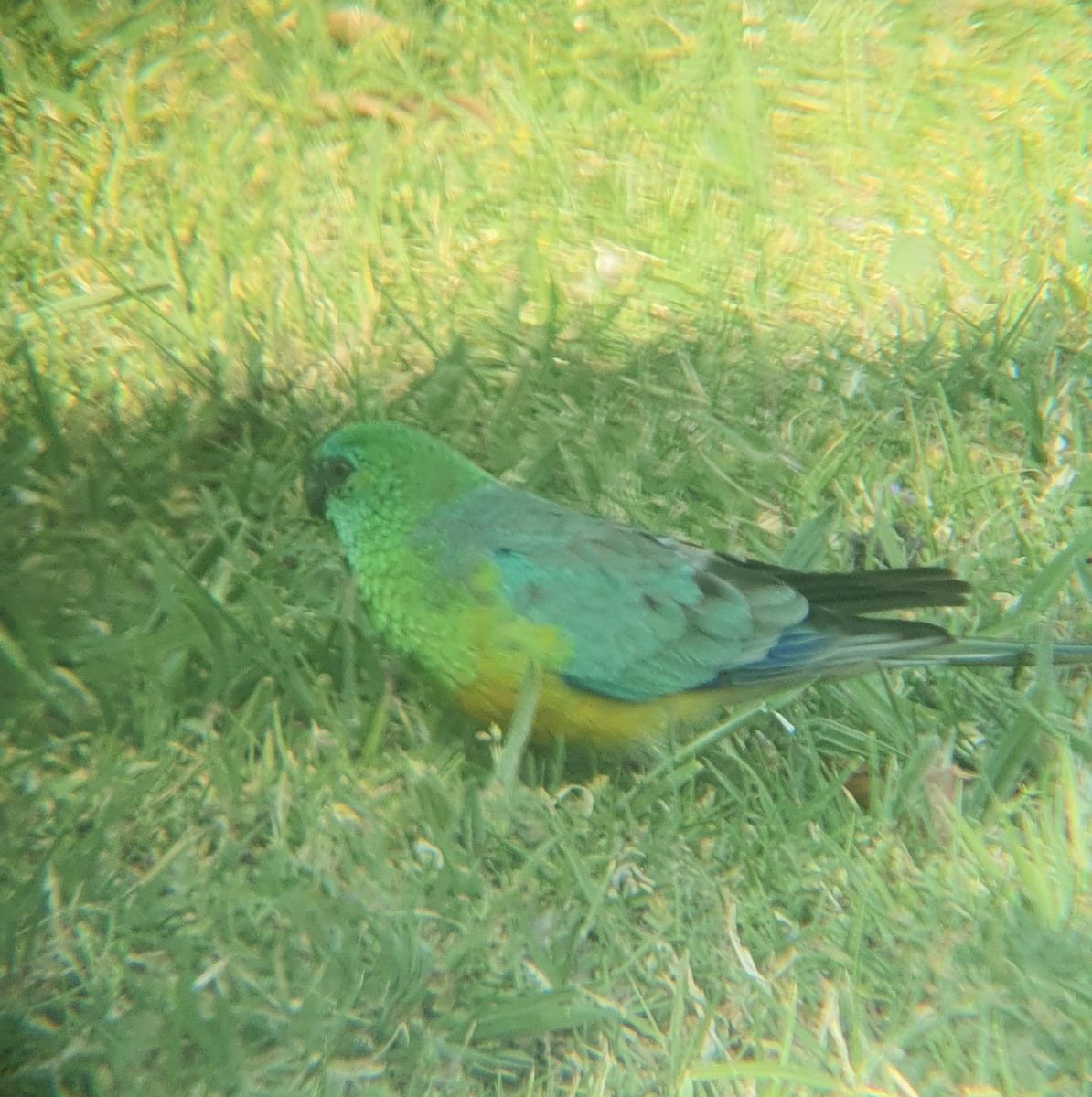 Red-rumped Parrot - ML624209398