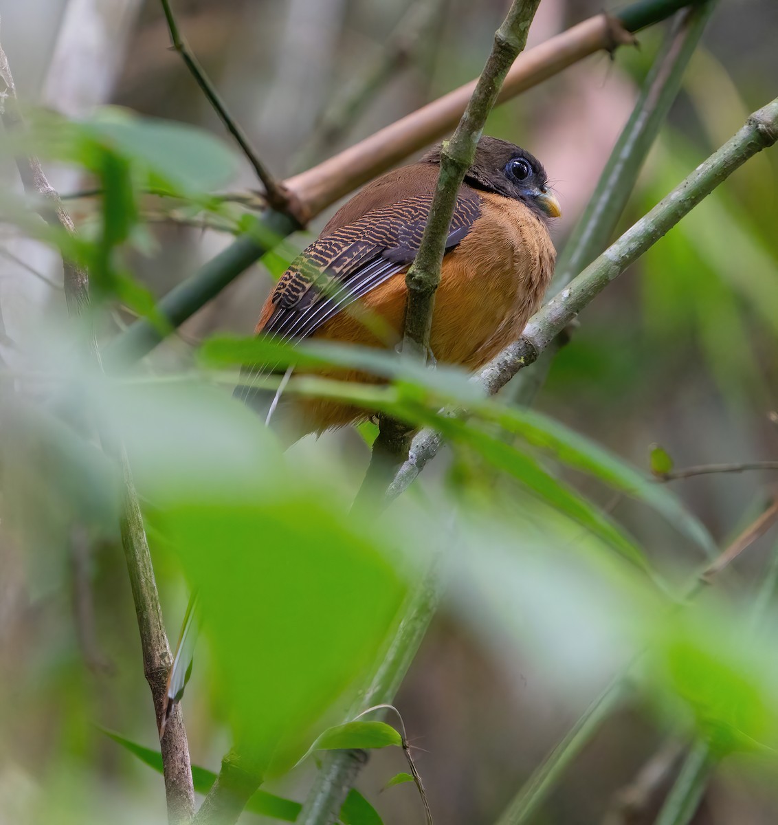 Philippine Trogon - ML624209420