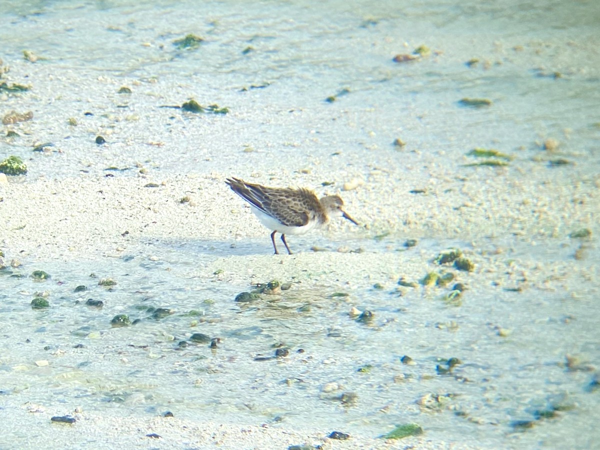 Western Sandpiper - Giuseppe Oliver