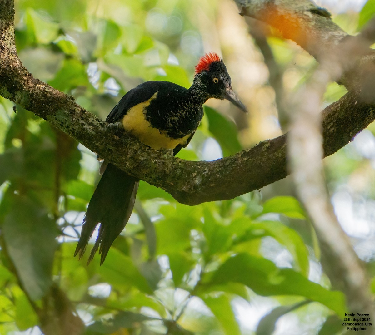 White-bellied Woodpecker - ML624209425