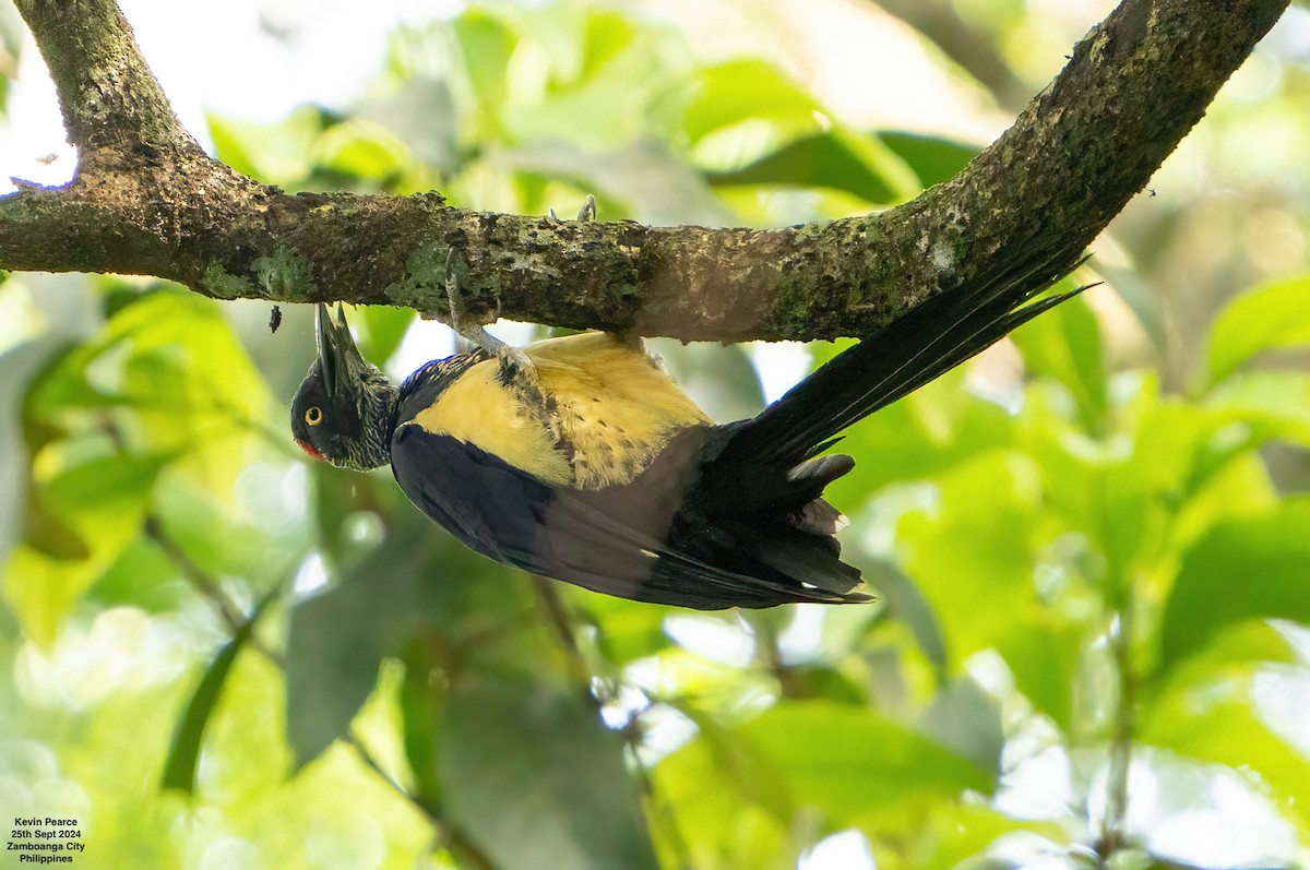 White-bellied Woodpecker - ML624209427