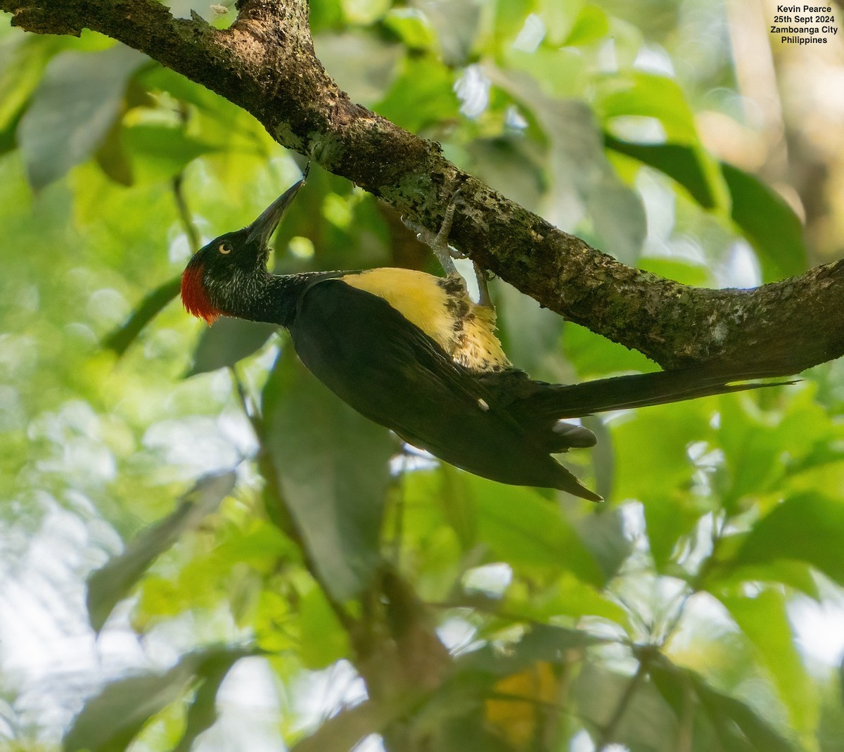 White-bellied Woodpecker - ML624209429