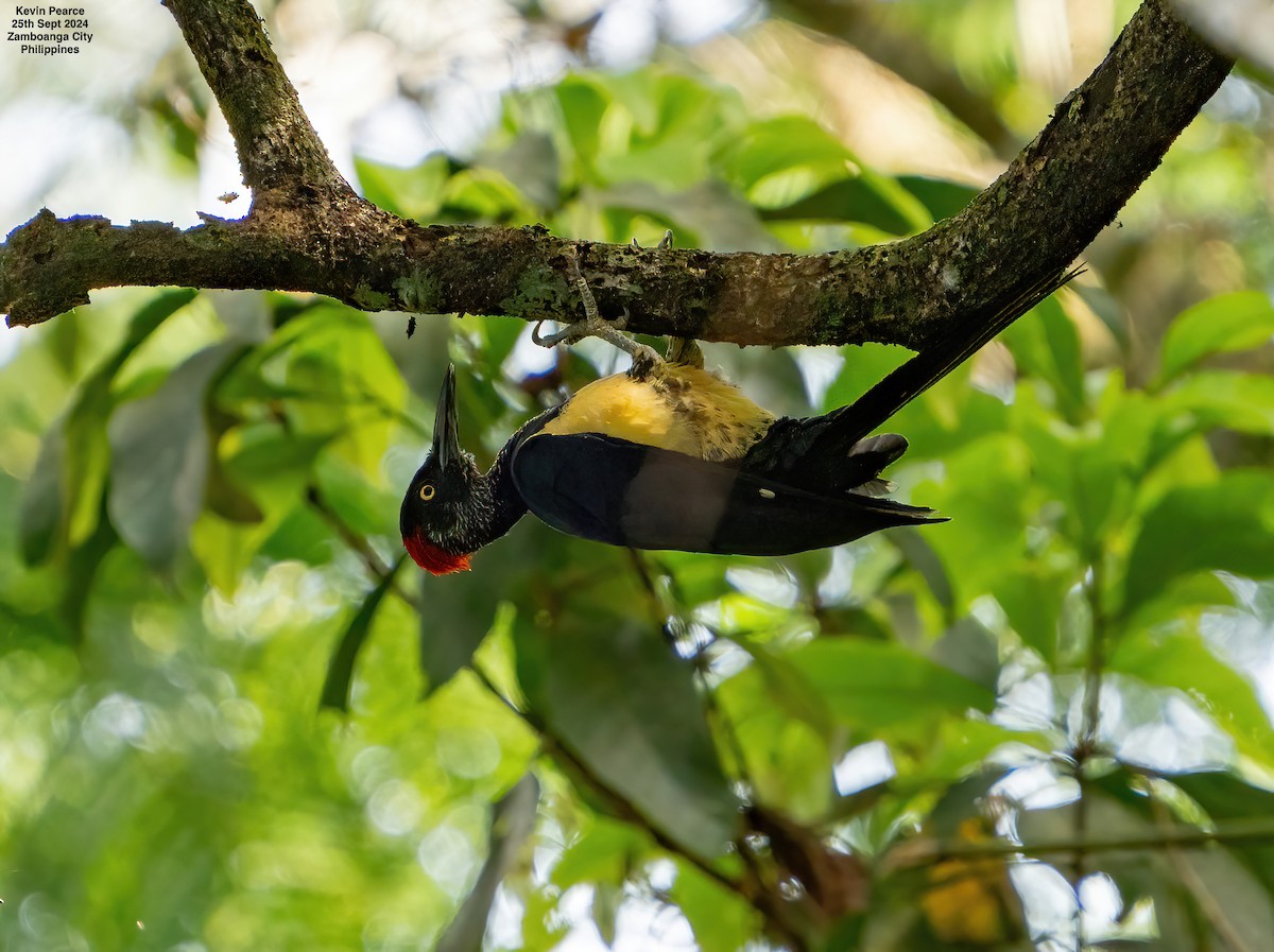 White-bellied Woodpecker - ML624209430