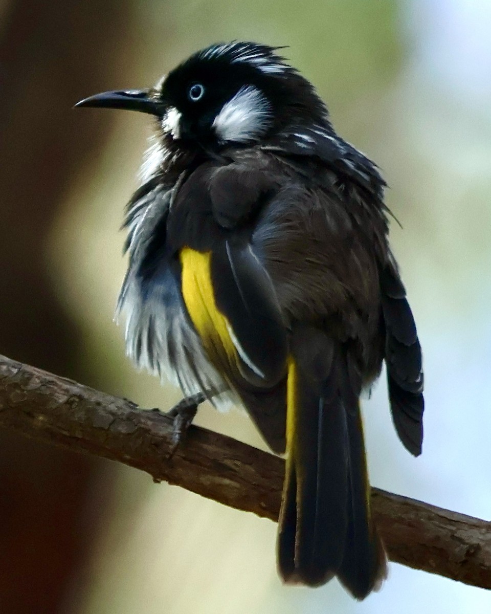 New Holland Honeyeater - ML624209435