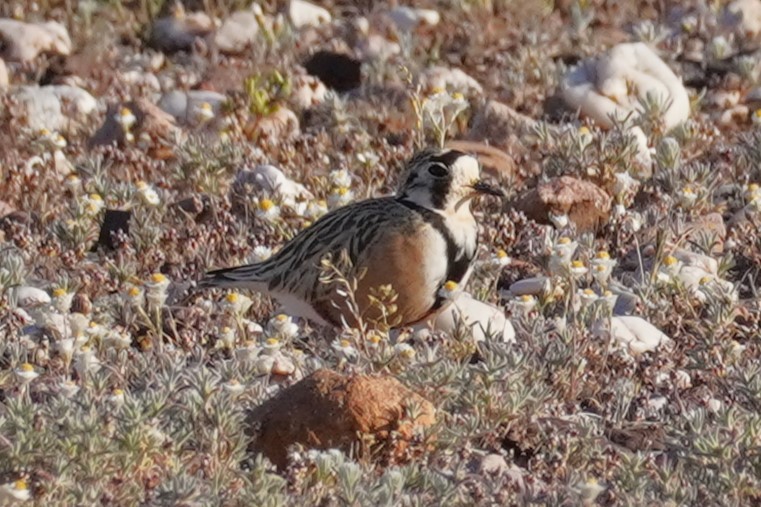 Inland Dotterel - ML624209456