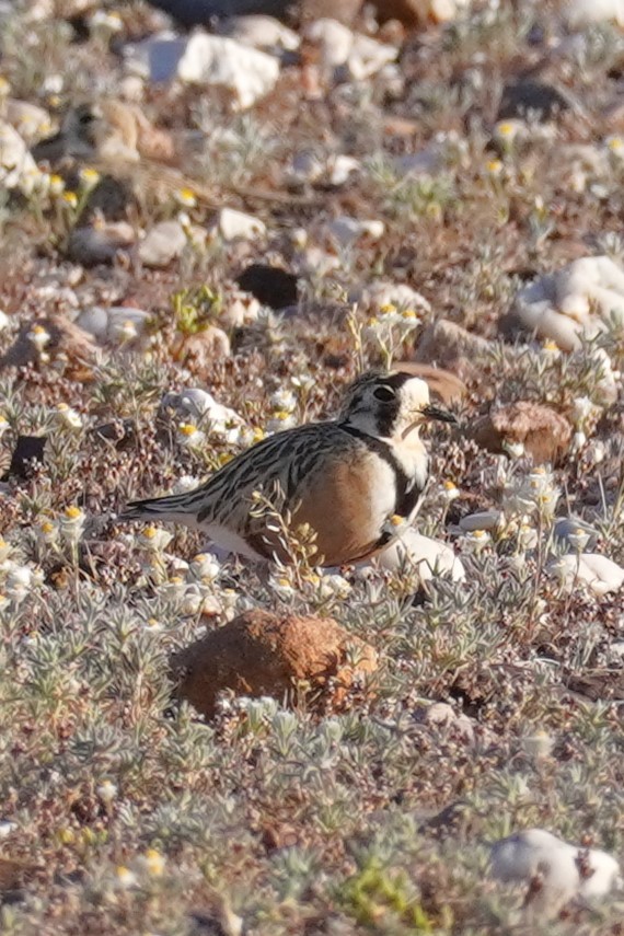 Inland Dotterel - ML624209457