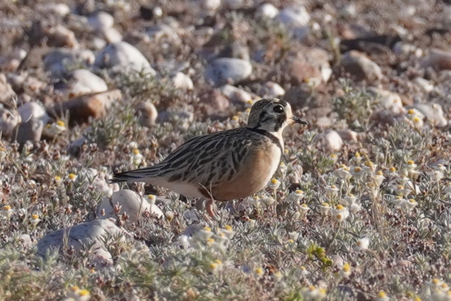 Inland Dotterel - ML624209458