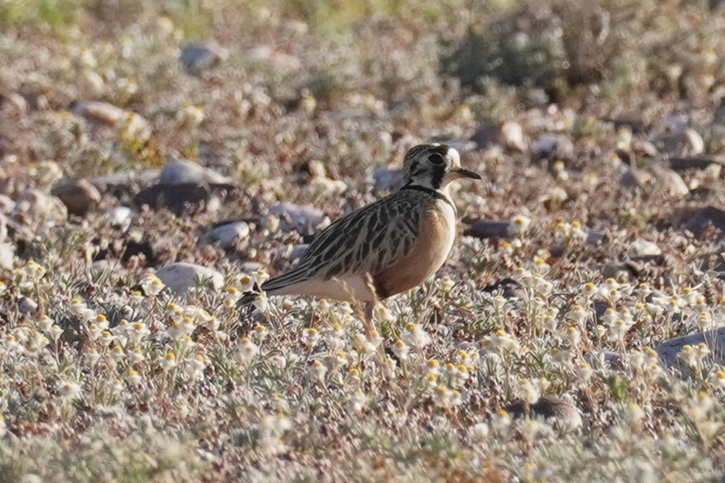 Inland Dotterel - ML624209459