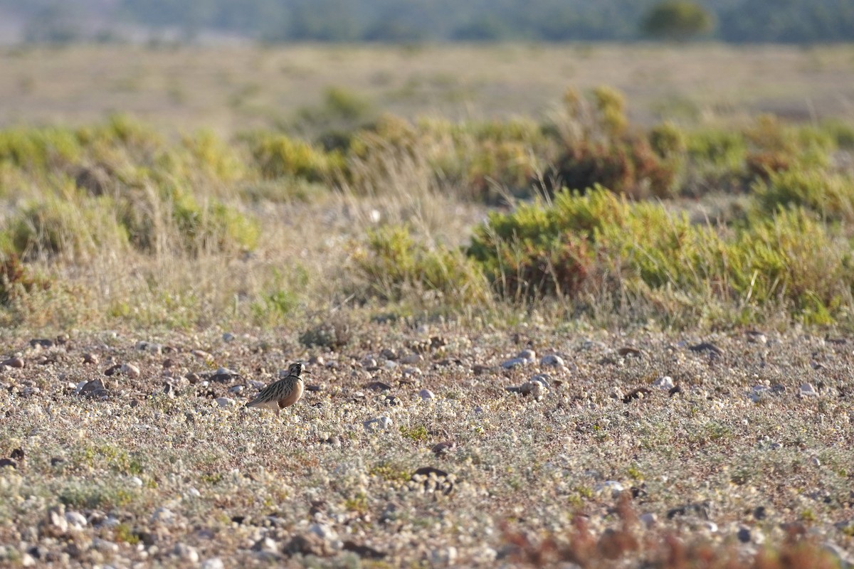 Inland Dotterel - ML624209460