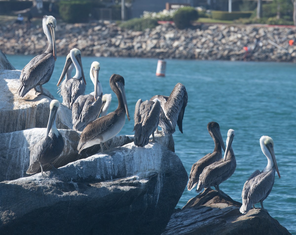 Brown Pelican - ML624209485