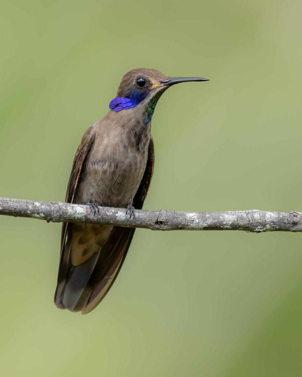 Brown Violetear - ML624209492