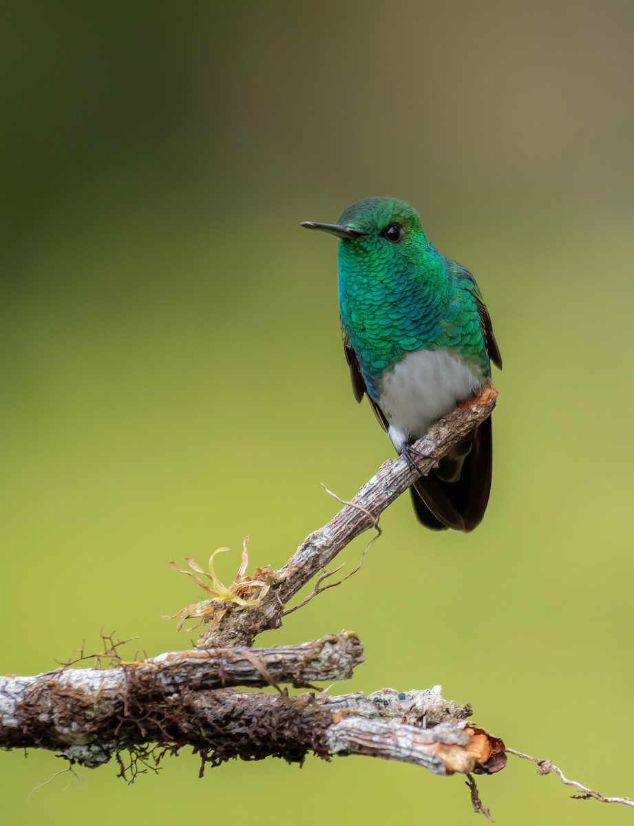 Snowy-bellied Hummingbird - ML624209497