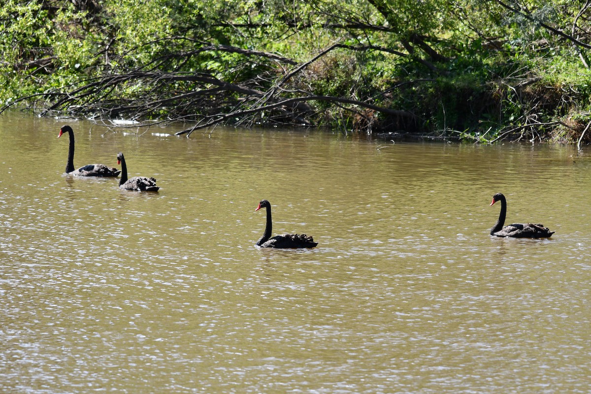 Black Swan - ML624209498